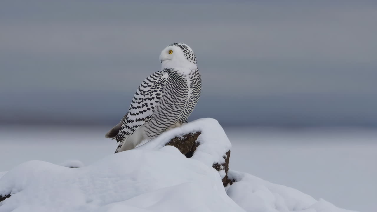 Snowy Owl perched on a rock in the snow