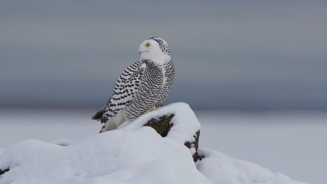 snowy owl perched on a rock in the snow