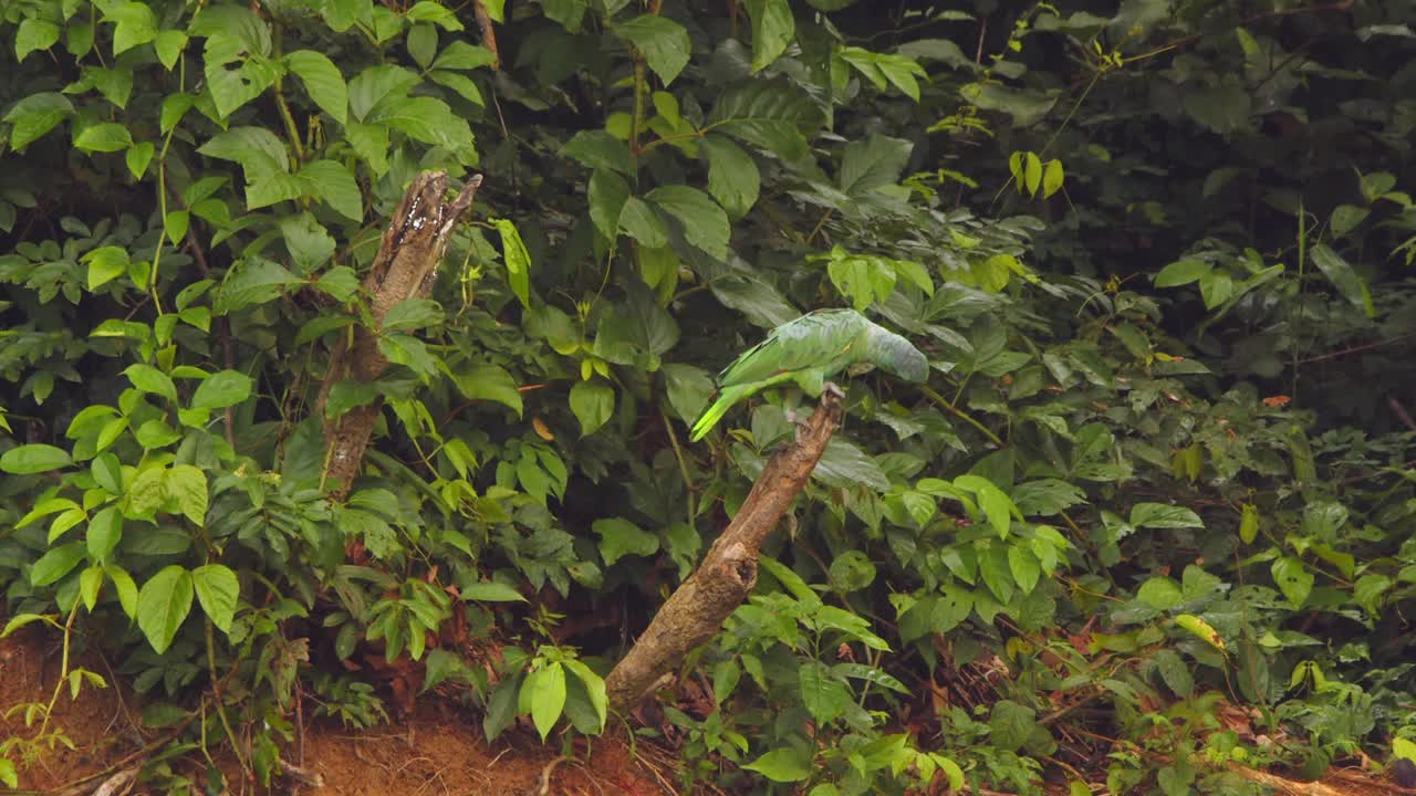 un solo loro se sienta en un tronco de madera, subiendo y bajando, realizando acrobacias lúdicas