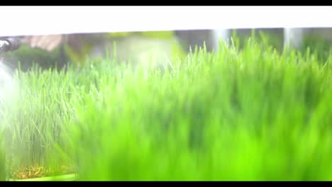 watering microgreens