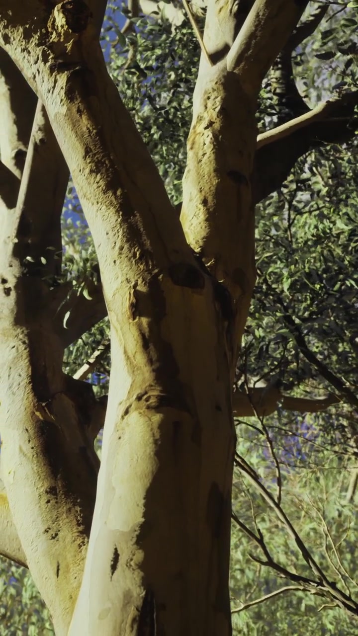 Motivo unico della corteccia di un albero che rivela l'arte della natura nella foresta illuminata dal sole.