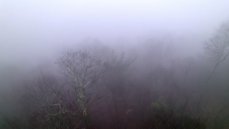 aerial over foggy treetops during heavy fog in mountain forest, spooky haunted looking approach