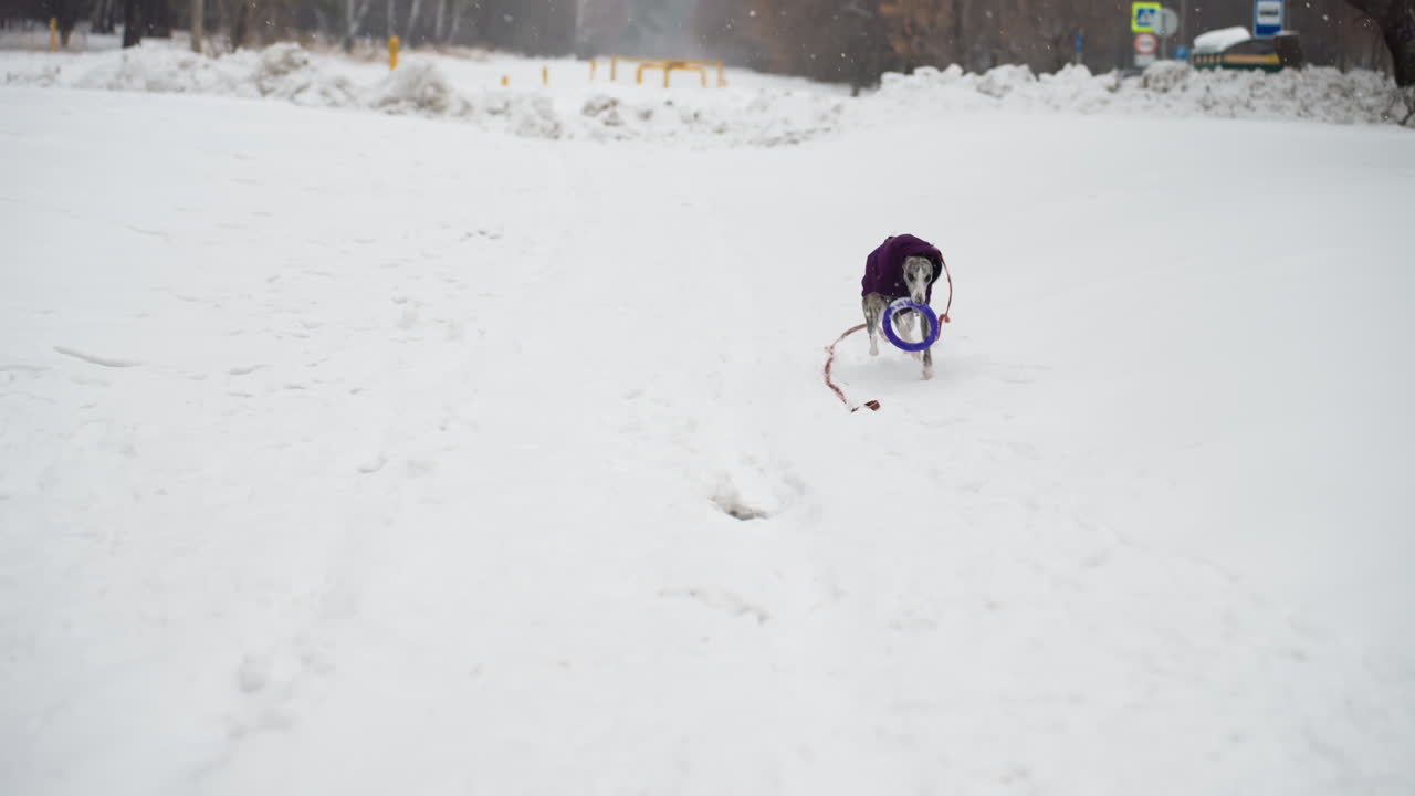 Whippet in purple coat walks through snowy path pulling red leash behind, approaching frisbee in open snow-covered urban area with distant trees, snowbanks, road signs, and falling snow visible