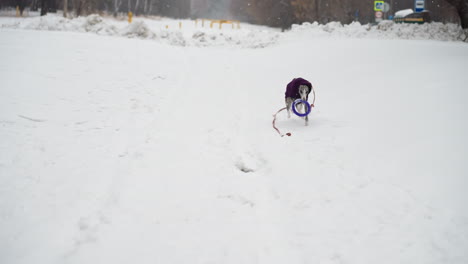 whippet in purple coat walks through snowy path pulling red leash behind, approaching frisbee in open snow-covered urban area with distant trees, snowbanks, road signs, and falling snow visible