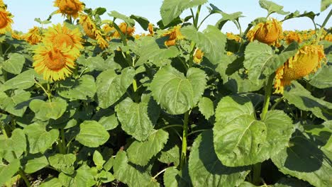 agricultural field of sunflowers. shooting in the summer in the countryside.