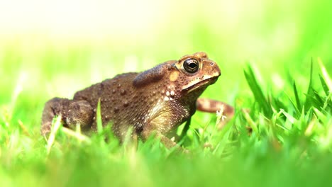 una foto de cerca del sapo común asiático, duttaphrynus melanostictus saco vocal pulsaba mientras permanecía quieto en la exuberante hierba verde, con la mosca doméstica volando bajo la hermosa luz del sol
