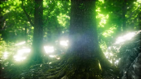 luz del sol en el bosque verde
