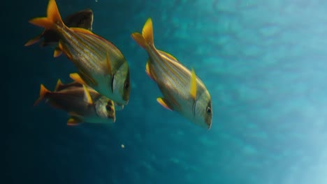 a small group of french grunts (haemulon flavolineatum) with yellow stripes glides through clear water, reflecting sunlight as they swim