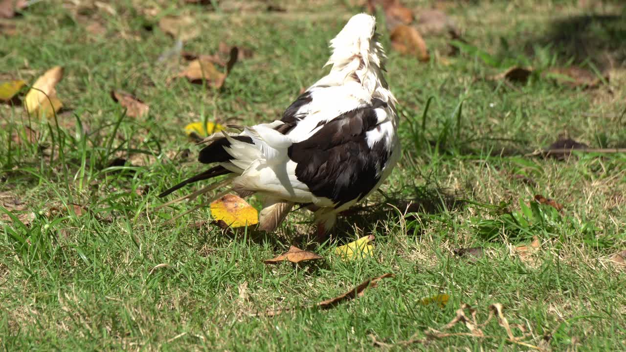 las palomas caminan por la hierba verde.