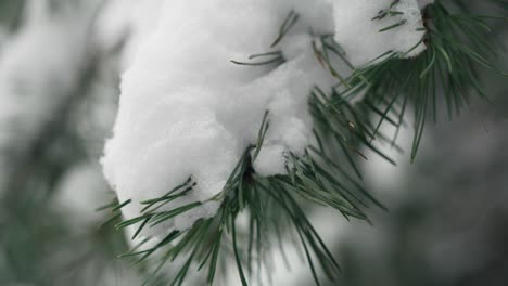 Close-up-woman-shake-off-snow-from-branch.
