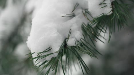 Nahaufnahme-Einer-Frau,-Die-Den-Schnee-Vom-Ast-Abschüttelt.