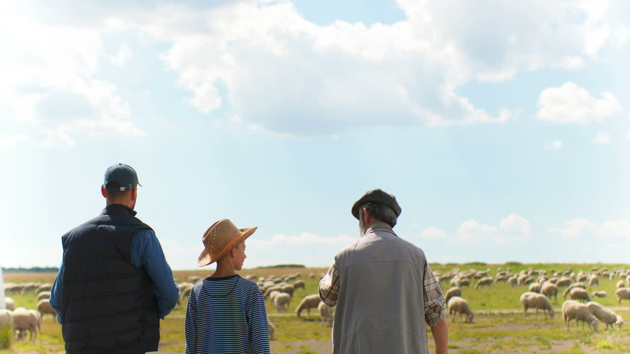 양 떼가 풀을 뜯고 있는 동안 녹색 들판에서 걷고 말하는 할아버지, 아버지, 아들 농부들의 뒷모습