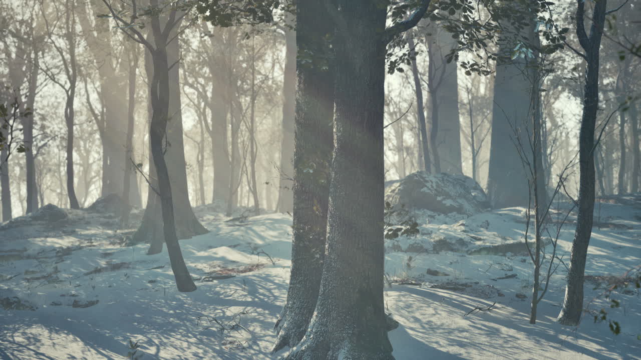 겨울의 경이로운 나라: 눈 인 숲의 놀라운 풍경