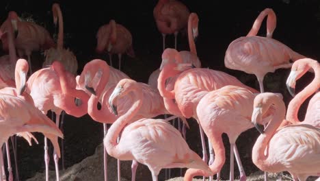 Flock-of-pink-flamingos-on-the-rocks