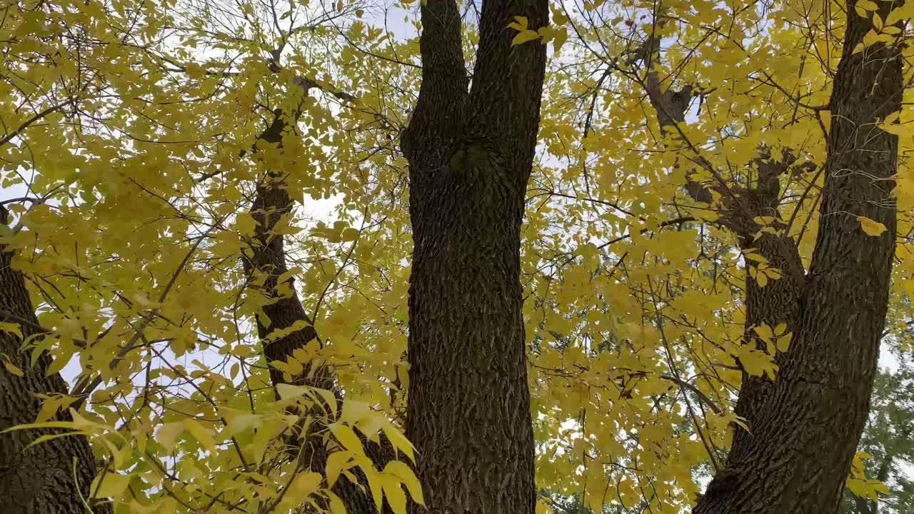 levantando un árbol lleno de hojas amarillas al aire libre