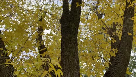 Panorámica-De-Un-árbol-Lleno-De-Hojas-Amarillas-Al-Aire-Libre