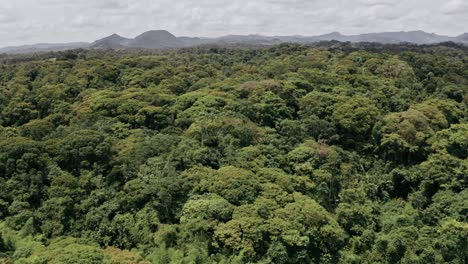 Un-Vuelo-Tranquilo-Sobre-Un-Denso-Bosque-Con-Montañas-En-El-Horizonte