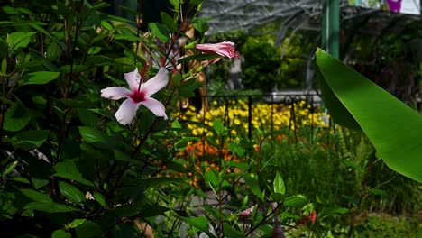 Flower-within-David-Welch-Winter-Gardens,-Scotland,-United-Kingdom