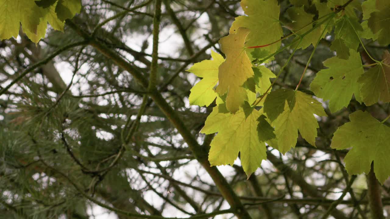 Norway Maple Leaf palmate shape with 5 lobes Acer platanoides tree green canopy, golden light