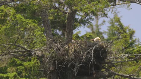 Bald-Eagle-with-baby-eagle-in-a-nest-high-up-in-a-tree