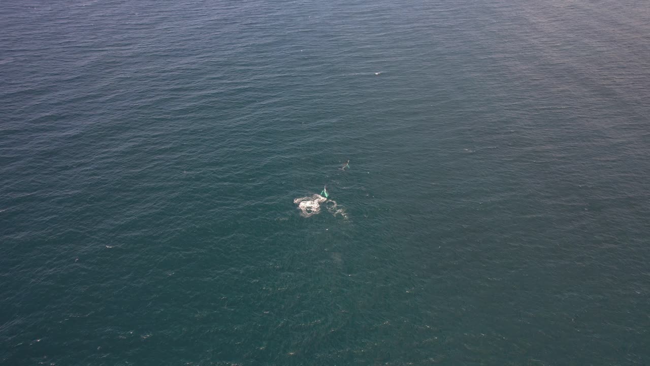 Humpback Whales Swimming In The Open Sea In New South Wales, Australia - aerial shot
