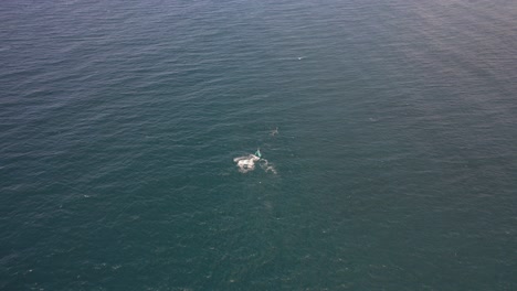humpback whales swimming in the open sea in new south wales, australia - aerial shot