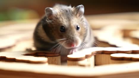 a playful hamster navigating through a wooden maze, showcasing curiosity and agility in a close-up perspective