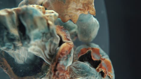 un macro vertical de primer plano cinematográfico giratorio de un hongo seco mágico psicoactivo psilocibina alucinación con una tapa roja amarilla, en un soporte giratorio de 360, iluminación de estudio, video 4k