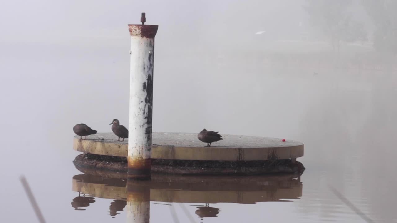 1920X1080 25f Ducks sitting on a flood indicator in a lake on a foggy morning