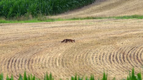 un zorro rojo cazando en un campo de trigo recién cosechado en un brillante día de verano con olas de calor brillantes