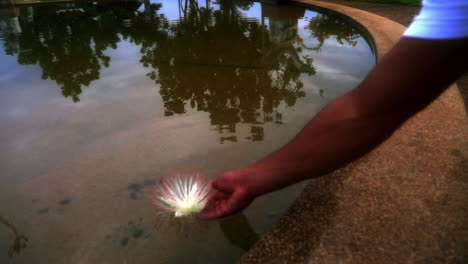 Lotusblume-Ins-Wasser-Legen