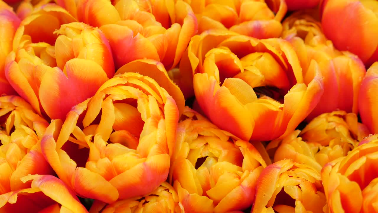 Close-up of orange tulips