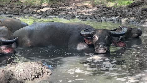 static wide shot of a herd of asian watter buffalo sitting in a pond