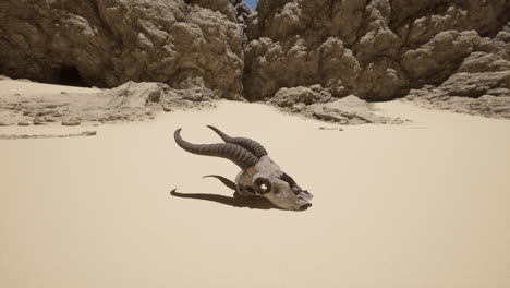 cráneo de animal en el paisaje desértico