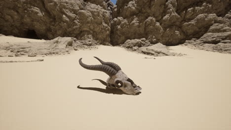 animal skull in desert landscape