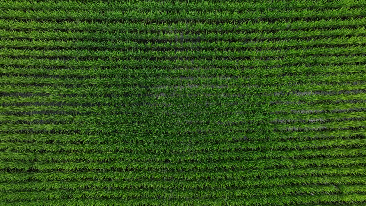 fotografía aérea de arriba hacia abajo sobre campos de arroz inundados, verano en el japón rural