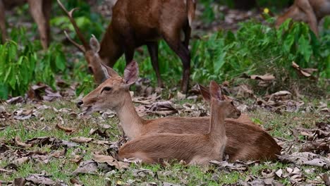 Der-Eldhirsch-Ist-Aufgrund-Von-Lebensraumverlust-Und-Jagd-Eine-Vom-Aussterben-Bedrohte-Art