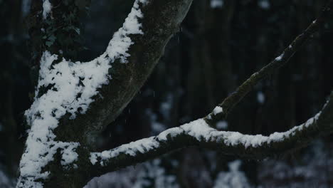 Tronco-De-árbol-Y-Rama-Con-Nieve-Derretida-Goteando