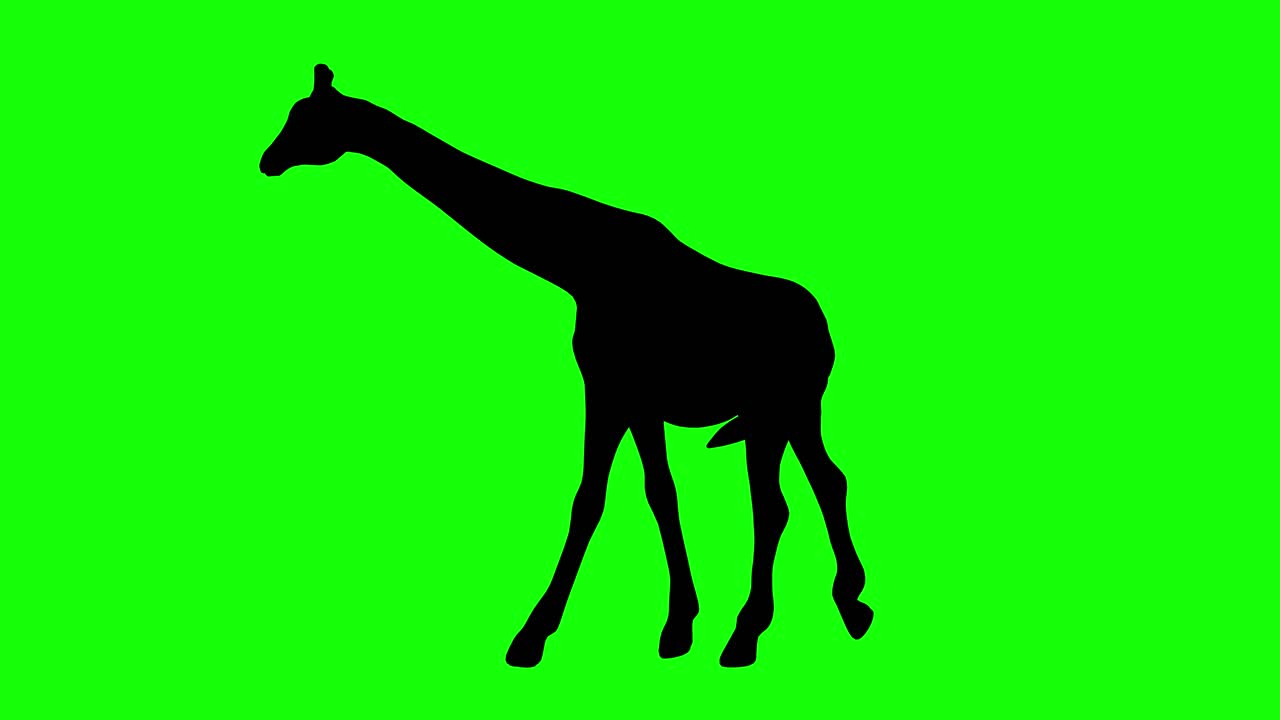Uma silhueta de uma girafa andando em tela verde, vista lateral
