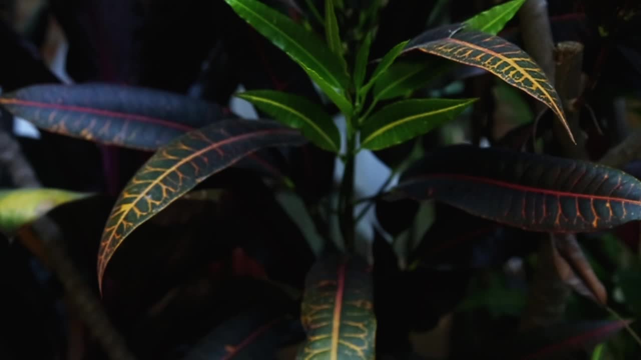 Variety of plants in garden