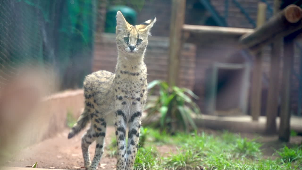 plano general de un gato serval africano en un zoológico.
