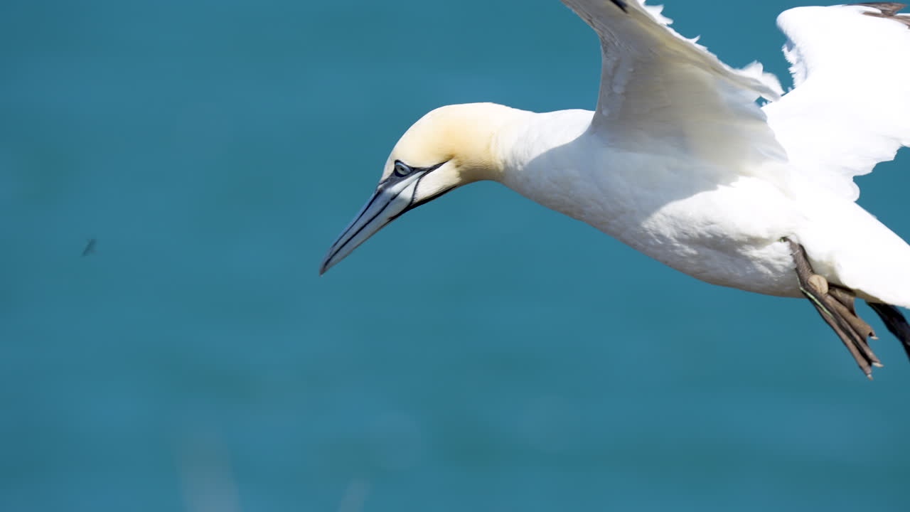 Sula settentrionale che vola sopra le scogliere di Bempton sulla costa del North Yorkshire in Inghilterra.