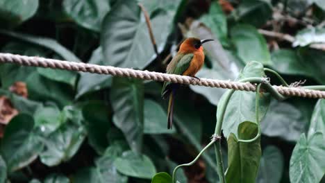 hermoso pájaro busca a sus amigos