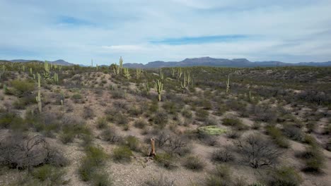 Large-Saguaro-Cactus-in-desert-with-shrubs--Aerial-zoom-in