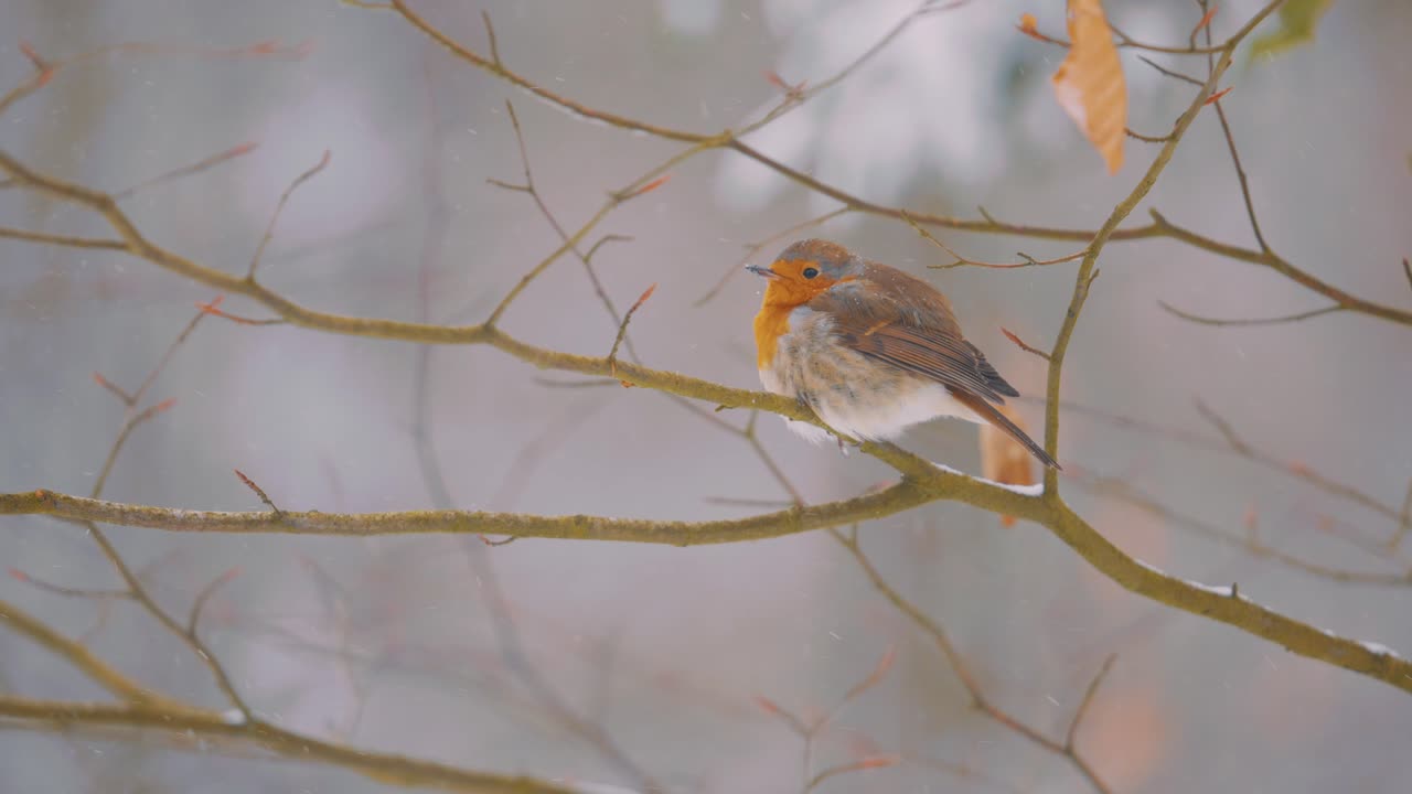 Europæisk hunrødkælk sidder på en gren, kold vinterdag, nærbillede slowmotion
