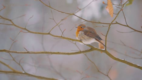 Female-European-Read-Breast-Robin-Perched-on-Branch,-Cold-Winter-Day,-Close-Up-Slow-Motion