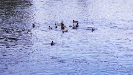 Stockenten,-Die-Im-Sommer-Auf-Einem-Ruhigen-See-Schwimmen---Weitschuss