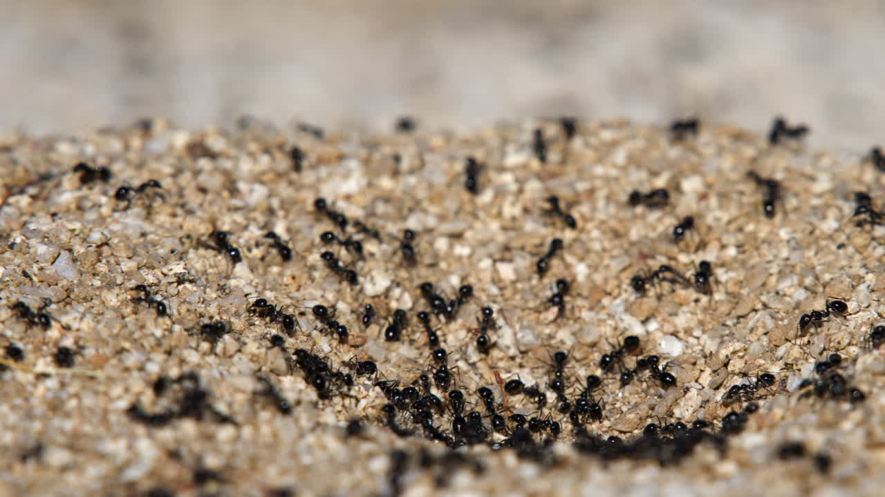 개미 언덕에 들어오고 나가는 개미의 시간 경과를 클로즈업