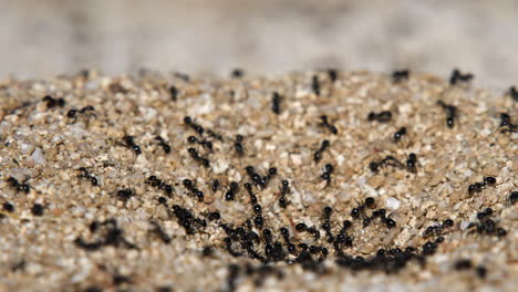 Nahaufnahme-Von-Ameisen,-Die-In-Den-Ameisenhaufen-Ein--Und-Aussteigen