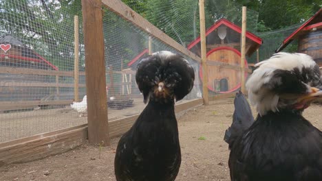 Unusual-dutch-Bantam-black-and-white-chickens-with-tuft